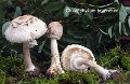 Chlorophyllum brunneum-amf1230-1